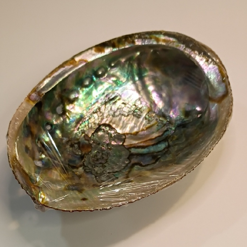 Iridescent Abalone Shell Home Accent